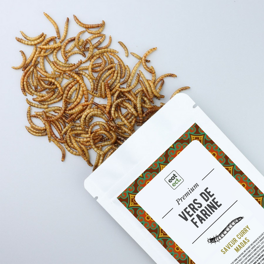 Nouveauté | Vers de farine - Saveur Curry Madas