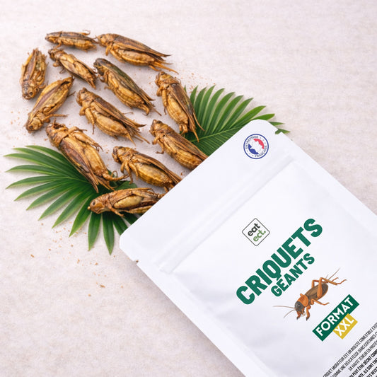 Criquets géants comestibles présentés en sachet