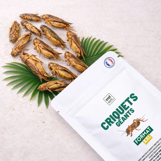 Criquets géants comestibles présentés en sachet