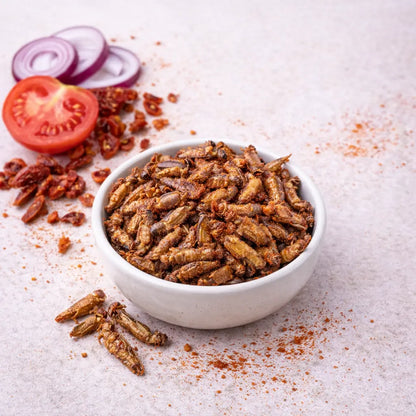 Grillons comestibles assaisonnés servis à l’apéritif