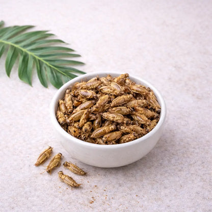Petits criquets comestibles nature présentés en bol