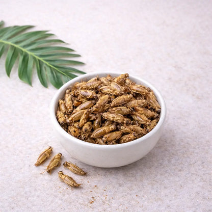 Petits grillons comestibles nature présentés en bol