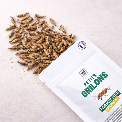 Petits grillons comestibles nature présentés en sachet